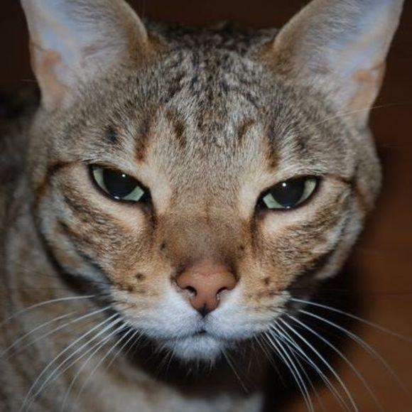 Meet your Posher, Sheila - Picture 1 of 1